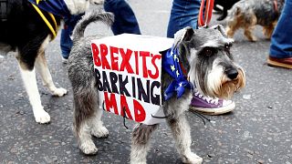 Hunde marschieren gegen Brexit durch London