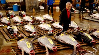 Dünyanın en büyük balık pazarı Tokyo’daki tarihi mekanına veda etti