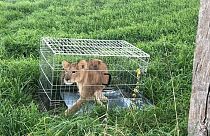 Jogger finds abandoned lion cub in the Netherlands