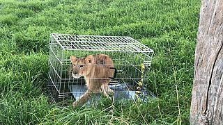 Jogger finds abandoned lion cub in the Netherlands