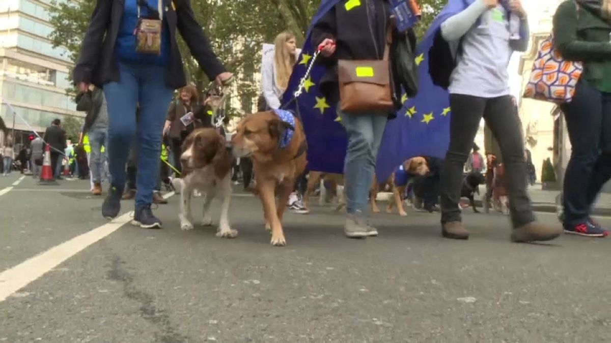 الكلاب البريطانية أيضاً ستعاني بعد بريكسِت وأصحابها يطالبون باستفتاء ثانٍ 