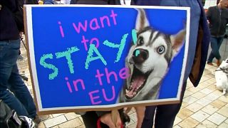 "Ouaférendum": des chiens et leurs maîtres défilent à Londres contre le Brexit