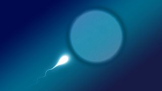 Araştırma: Kadın vücudu zayıf spermleri yumurtaya ulaşmadan eliyor