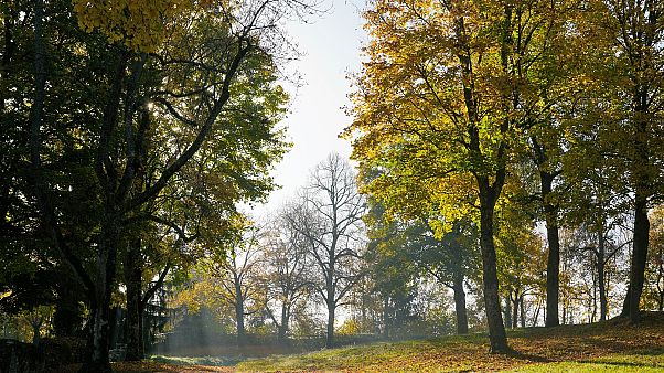 13-Jährige im Waldstück von mehreren Jugendlichen vergewaltigt: 4 Jahre und 9 Monate Haft 13-Jährige im Waldstück von mehreren Jugendlichen vergewaltigt: 4 Jahre und 9 Monate Haft