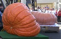 Mil kilos de calabaza