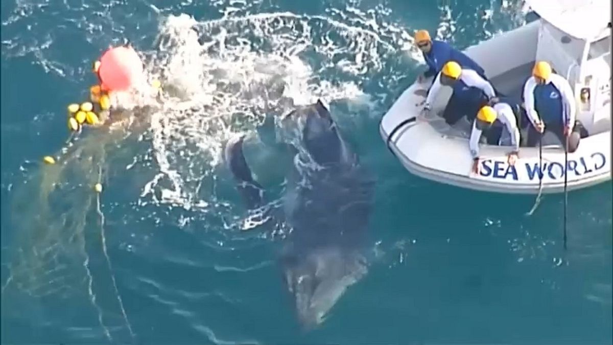 Wal-Kalb verfängt sich in Hai-Netz und wird gerettet