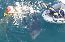 Спасение китёнка у берегов Австралии