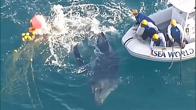 Baleia fica presa nas redes de tubarões na Austrália