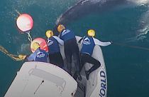 Humpback whale calf freed from netting off Australian coast