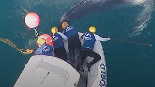 Humpback whale calf freed from netting off Australian coast
