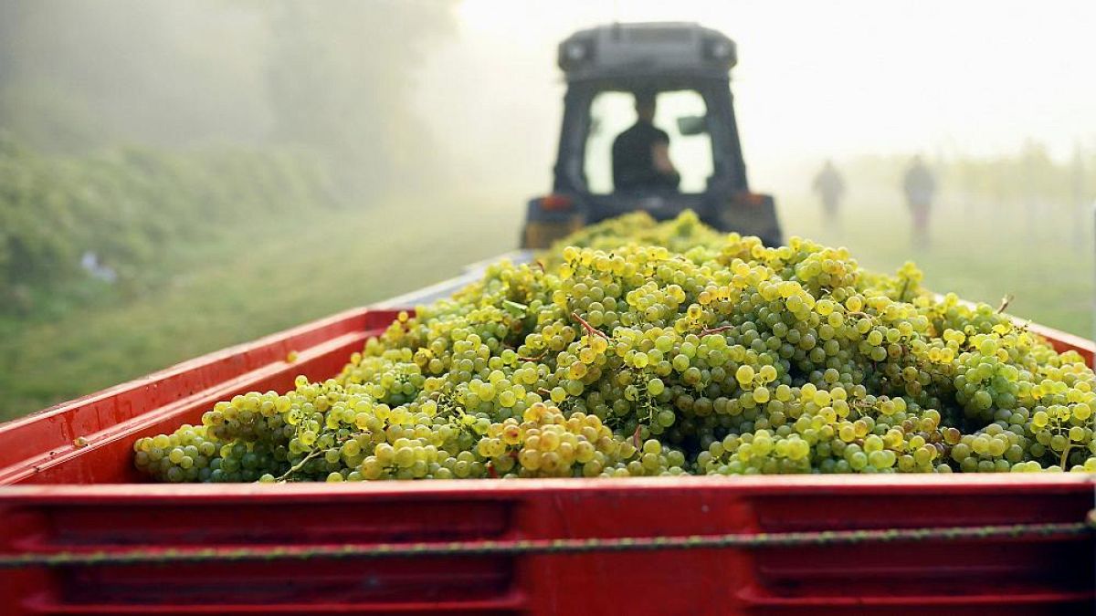 Why this year's boiling summer is good news for English sparkling wine