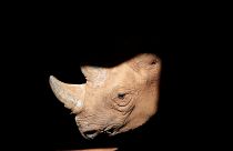 African black rhino is seen in the Singita Grumeti Game Reserve, Tanzania