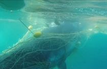 شاهد: عملية انقاذ حوت علق بشباك لصيد القرش 