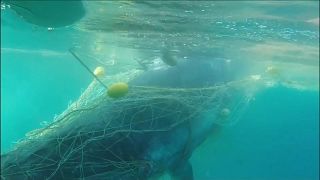 شاهد: عملية انقاذ حوت علق بشباك لصيد القرش