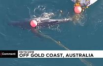 Avustralya'da köpek balığı ağına takılan balina yavrusu kurtarıldı