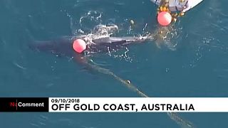 Avustralya'da köpek balığı ağına takılan balina yavrusu kurtarıldı