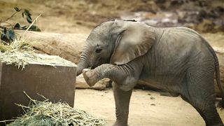 Baby elephants wow crowds at San Diego Zoo