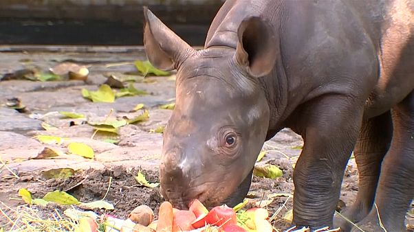 Berliner Zoo: Mutiges Nashornbaby Berliner Zoo: Mutiges Nashornbaby