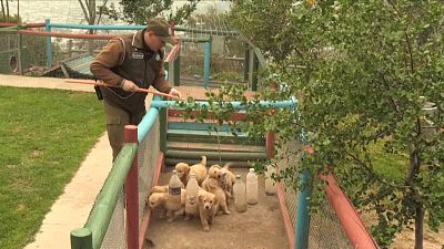 سگ‌های پلیس شیلی از رحم مادر برای خدمت به قانون تربیت می‌شوند