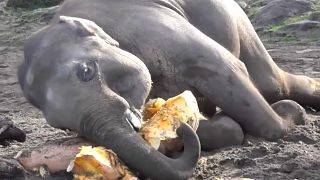 فيديو.. هل شاهدت فيلة تأكل اليقطين من قبل؟