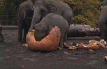فيديو طريف: هكذا تأكل الفيلة اليقطين