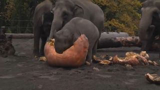 Elefanten zermatschen Riesenkürbisse