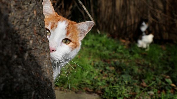 Zelenogradsk, Russia, has approximately 70 stray cats. Zelenogradsk, Russia, has approximately 70 stray cats.