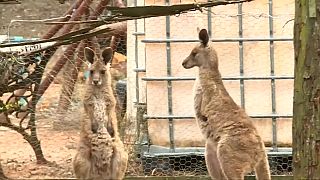 VİDEO - Doğal alanını koruyan kanguru Avustralyalı çifti hastanelik etti