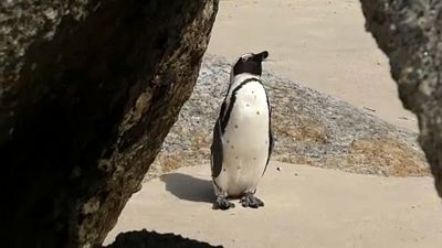 Veszélybe kerültek a pingvinek