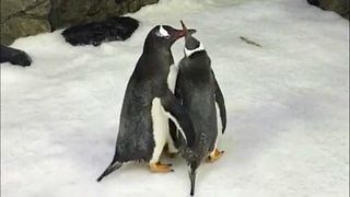 پنگوئن‌های همجنس برای پرورش نوزادشان آماده می‌شوند