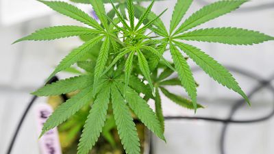 Légalisation du cannabis au Canada : un marché qui rapporte