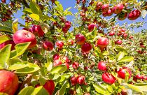 Amasya markasını Niğde'ye kaptırdı: Amasya elmasının yüzde 65'i Niğde'de üretiliyor