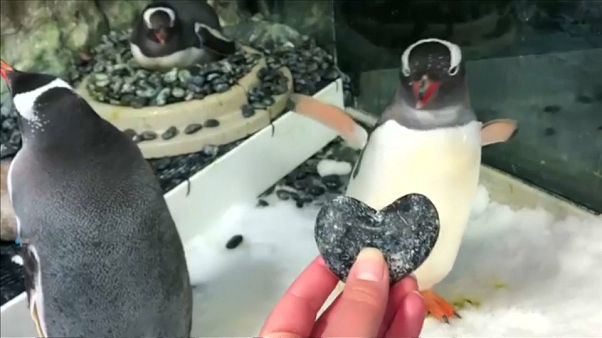Sphen e Magic, i due pinguini gay che covano le uova Sphen e Magic, i due pinguini gay che covano le uova