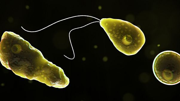 Primer caso de ameba comecerebros en España: ¿Qué es y cómo se contagia? Primer caso de ameba comecerebros en España: ¿Qué es y cómo se contagia?