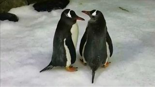 Meleg pingvinek költenek tojást Sydney-ben 
