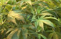 Канада, страна листа конопли