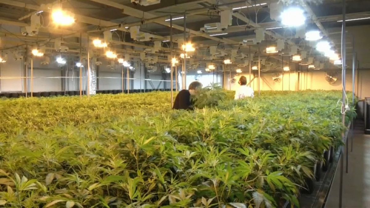 Cannabis, mercati in fibrillazione per la legalizzazione in Canada