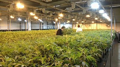 Cannabis, mercati in fibrillazione per la legalizzazione in Canada