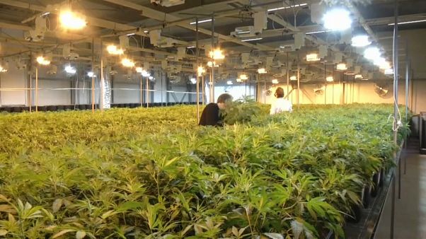 Cannabis, mercati in fibrillazione per la legalizzazione in Canada Cannabis, mercati in fibrillazione per la legalizzazione in Canada