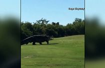 Watch: Not par for the course! Huge alligator spotted on golf fairway