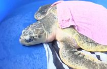 Watch: Sea turtles released off coast of North Carolina