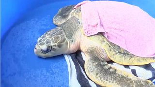 Watch: Sea turtles released off coast of North Carolina