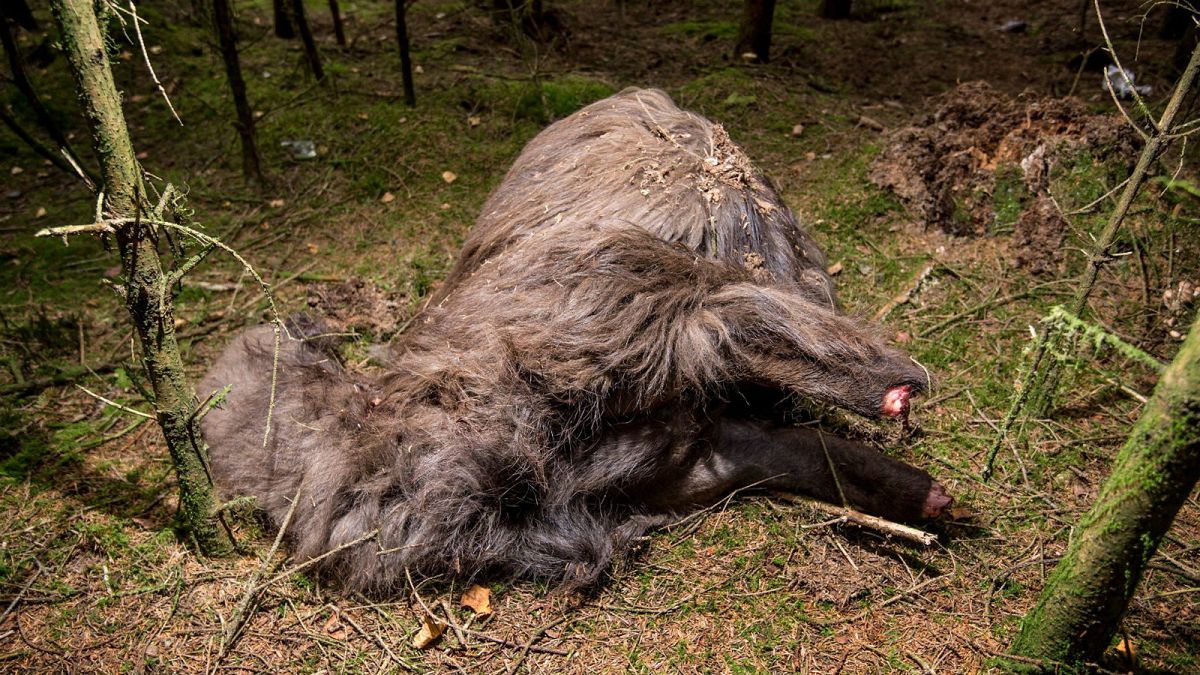 Gruesome discovery of headless alpaca sparks mystery in Denmark