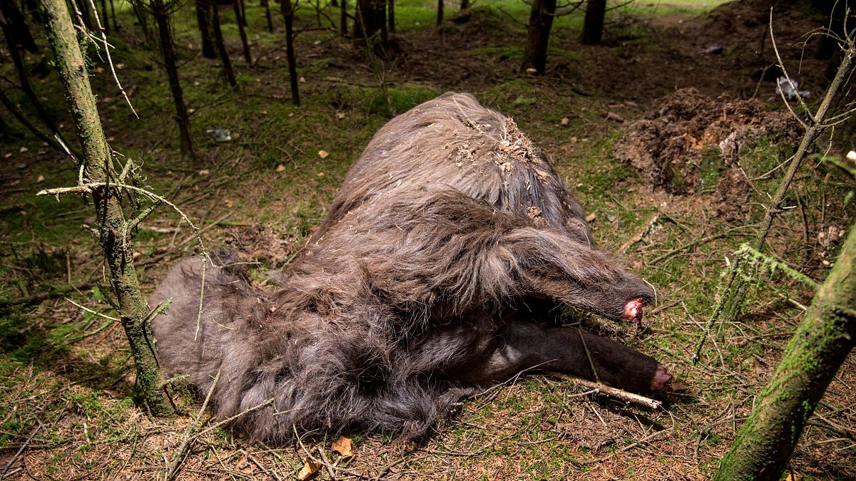 Danimarca: il mistero dell'alpaca decapitata ritrovata nella foresta