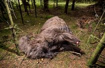 Danimarca: il mistero dell'alpaca decapitata ritrovata nella foresta