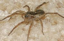 Illustration : une araignée-loup photographiée en Floride aux Etats-Unis