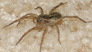 Illustration : une araignée-loup photographiée en Floride aux Etats-Unis
