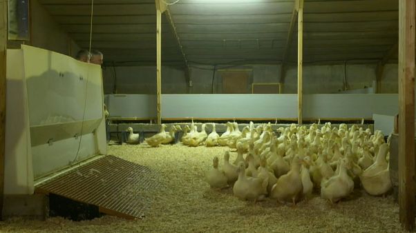 Brexit : les canards irlandais menacés Brexit : les canards irlandais menacés