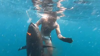 شاهد: صياد أمريكي يناور سمكة تونة عملاقة نادرة