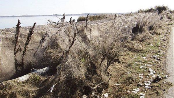 Grecia: ragnatela enorme ricopre strade e vegetazione a Xanthi Grecia: ragnatela enorme ricopre strade e vegetazione a Xanthi